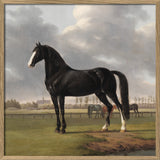 Majestic Black Horse