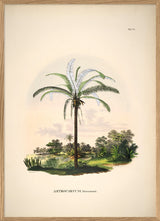 Astrocaryum Murumurú