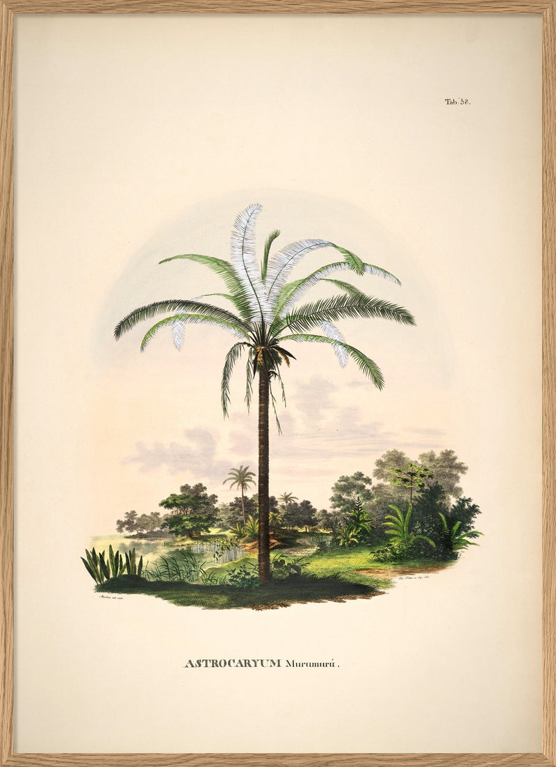 Astrocaryum Murumurú