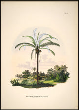 Astrocaryum Murumurú