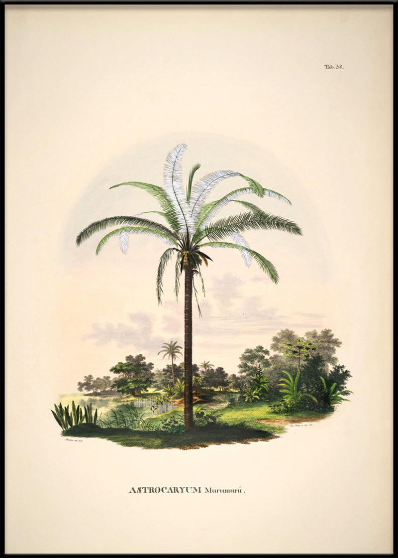 Astrocaryum Murumurú