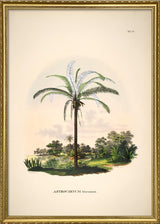 Astrocaryum Murumurú