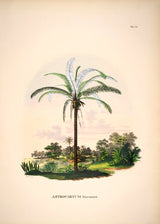 Astrocaryum Murumurú