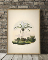 Astrocaryum Murumurú