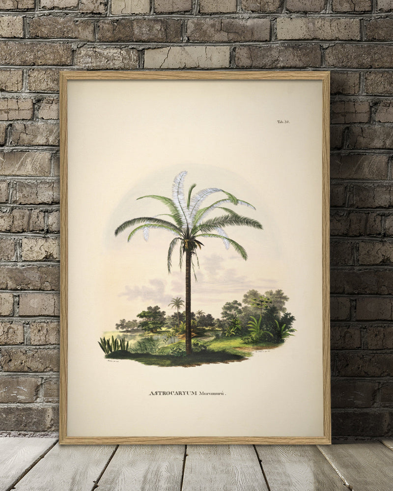 Astrocaryum Murumurú