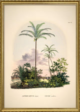 Astrocaryum Vulgare Cocos Nucifare