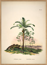 Attalea Compta Mauritia Armata
