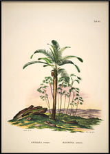 Attalea Compta Mauritia Armata