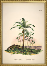 Attalea Compta Mauritia Armata