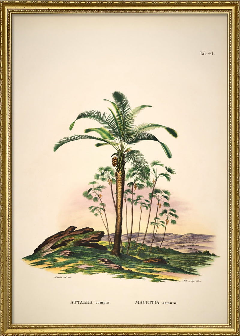 Attalea Compta Mauritia Armata