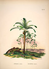 Attalea Compta Mauritia Armata