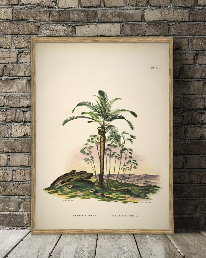 Attalea Compta Mauritia Armata