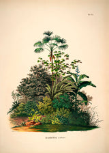 Mauritia Aculeata - Outlet