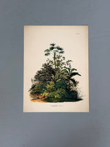 Mauritia Aculeata - Outlet