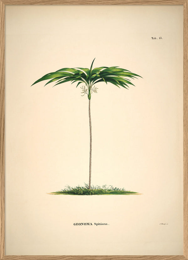 Geonoma Spixiana