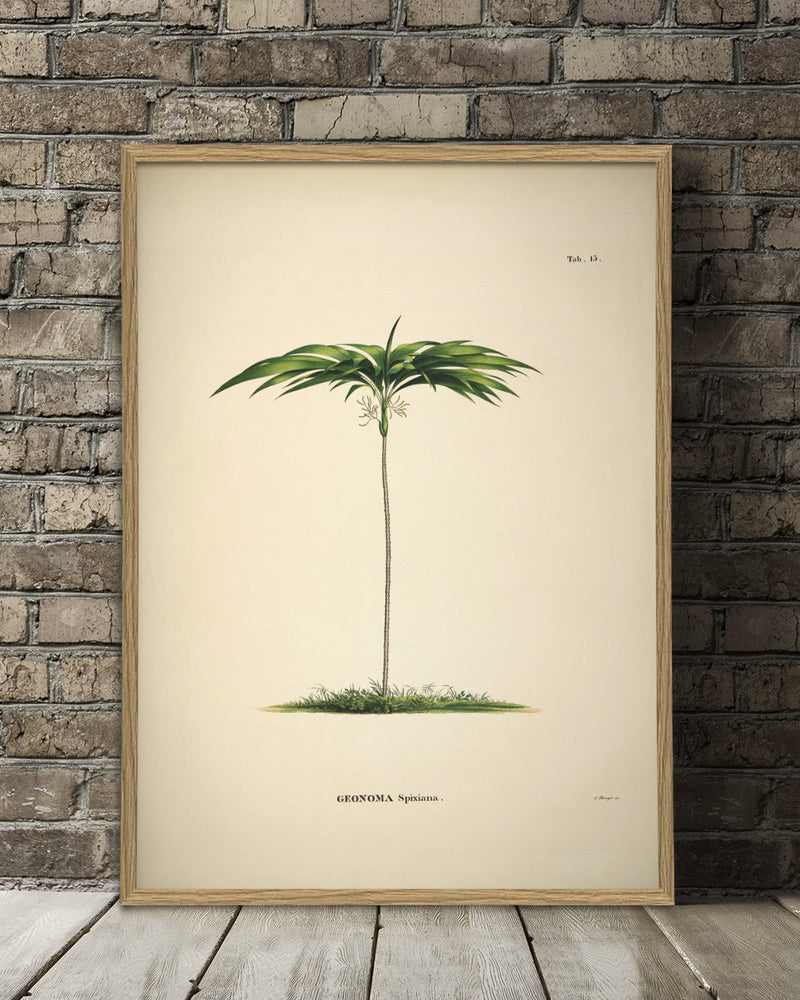 Geonoma Spixiana