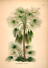 Livistona Humilis - Outlet