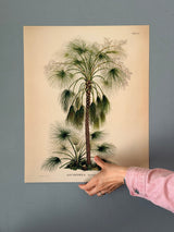 Livistona Humilis - Outlet