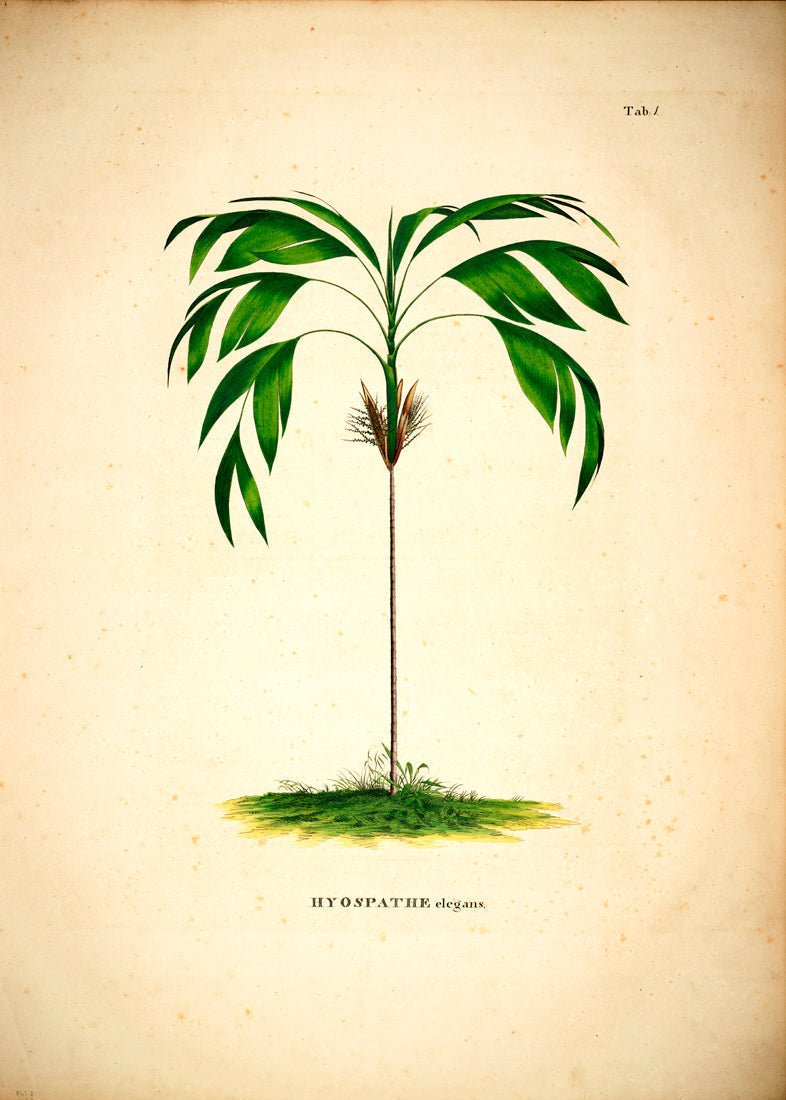 Hyospathe Elegans