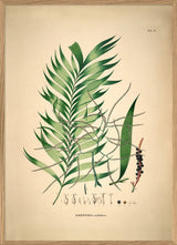 Geonoma Multiflora