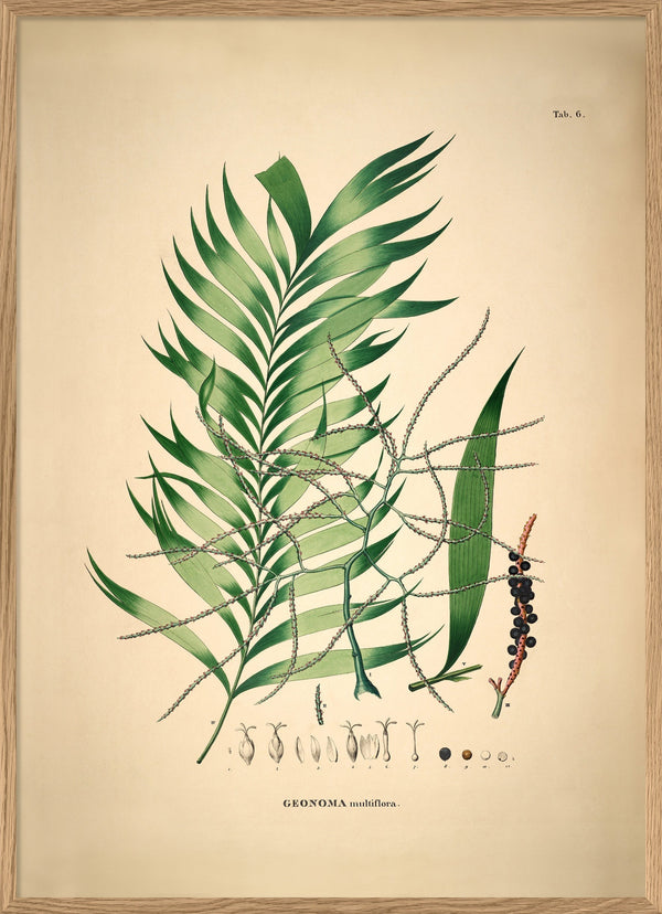 Geonoma Multiflora