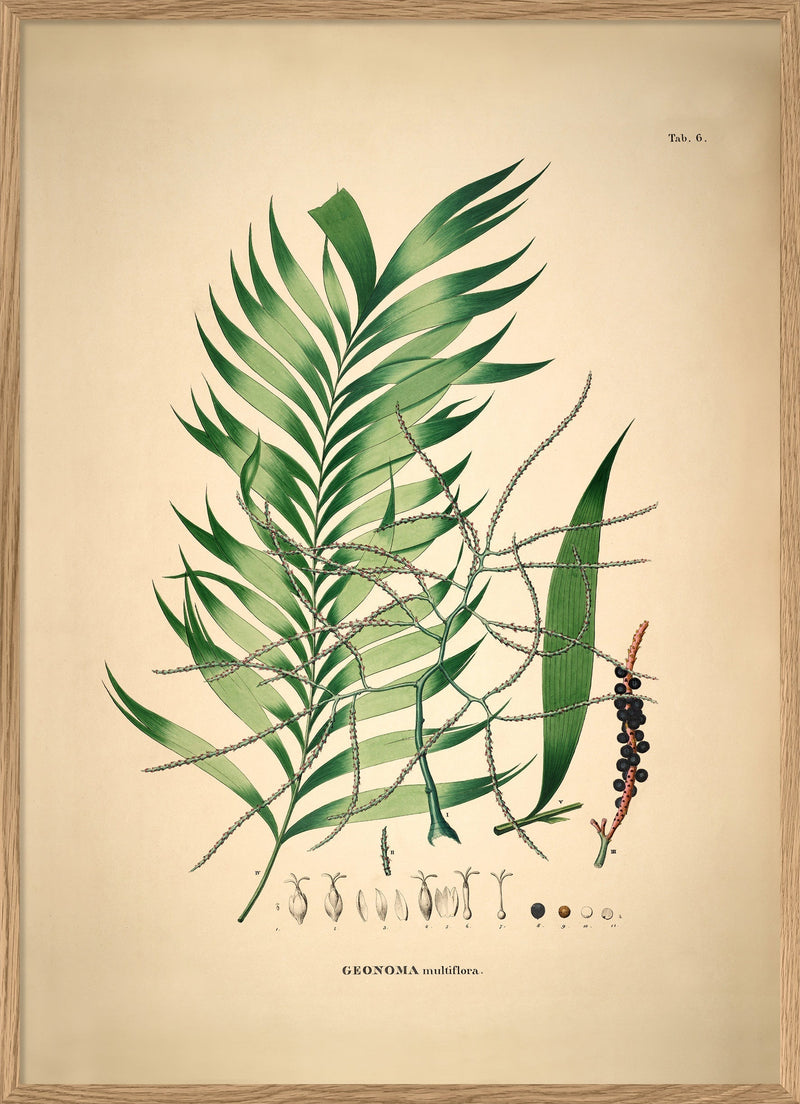 Geonoma Multiflora