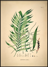 Geonoma Multiflora