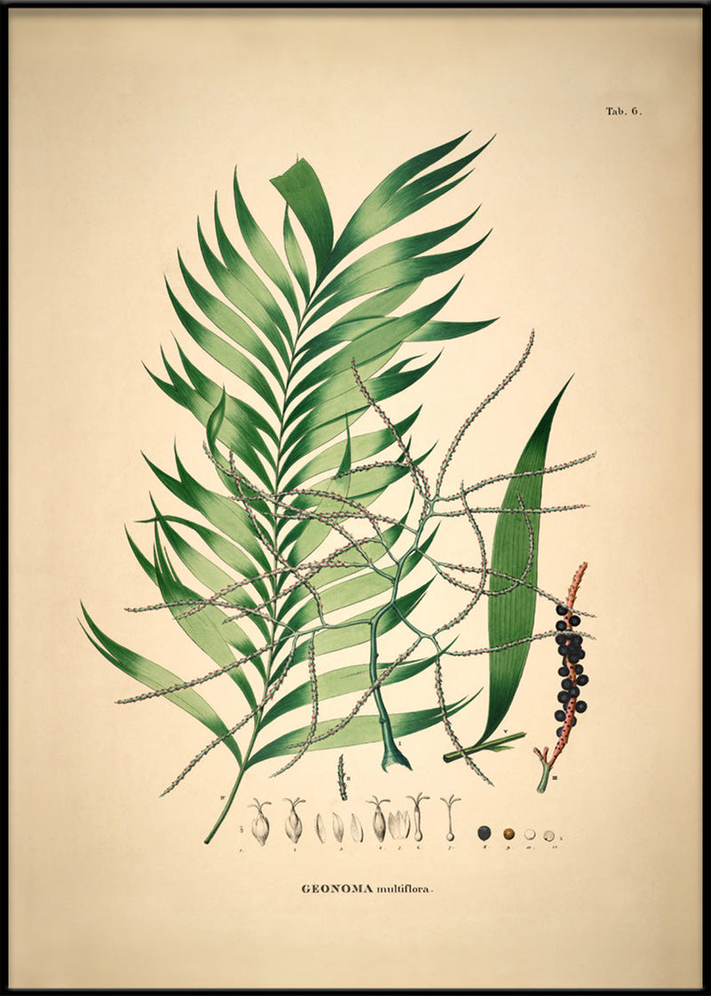 Geonoma Multiflora