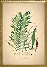 Geonoma Multiflora