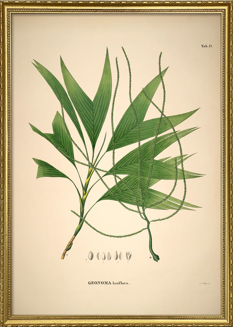 Geonoma Laxiflora