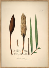 Astrocaryum Gynacanthum