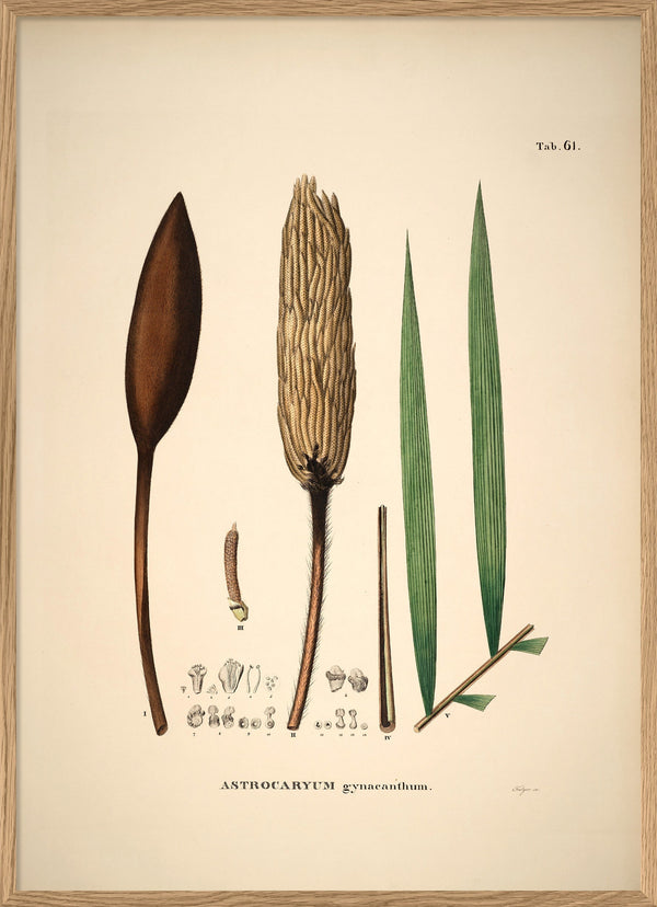 Astrocaryum Gynacanthum