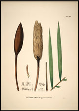 Astrocaryum Gynacanthum