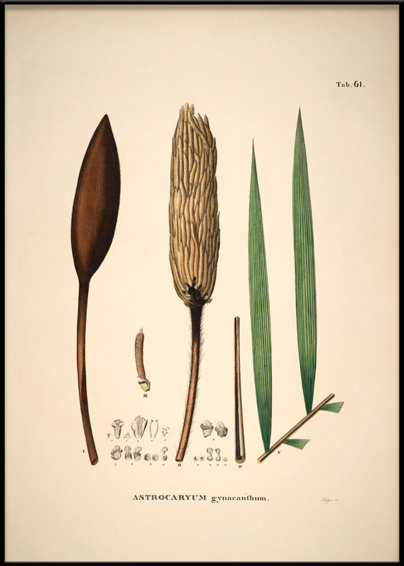 Astrocaryum Gynacanthum