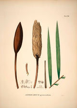 Astrocaryum Gynacanthum