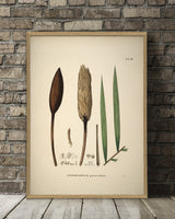 Astrocaryum Gynacanthum