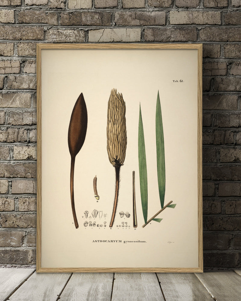 Astrocaryum Gynacanthum
