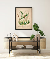 Desmoncus Polycanthos