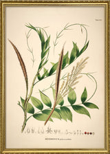 Desmoncus Polycanthos