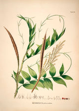 Desmoncus Polycanthos