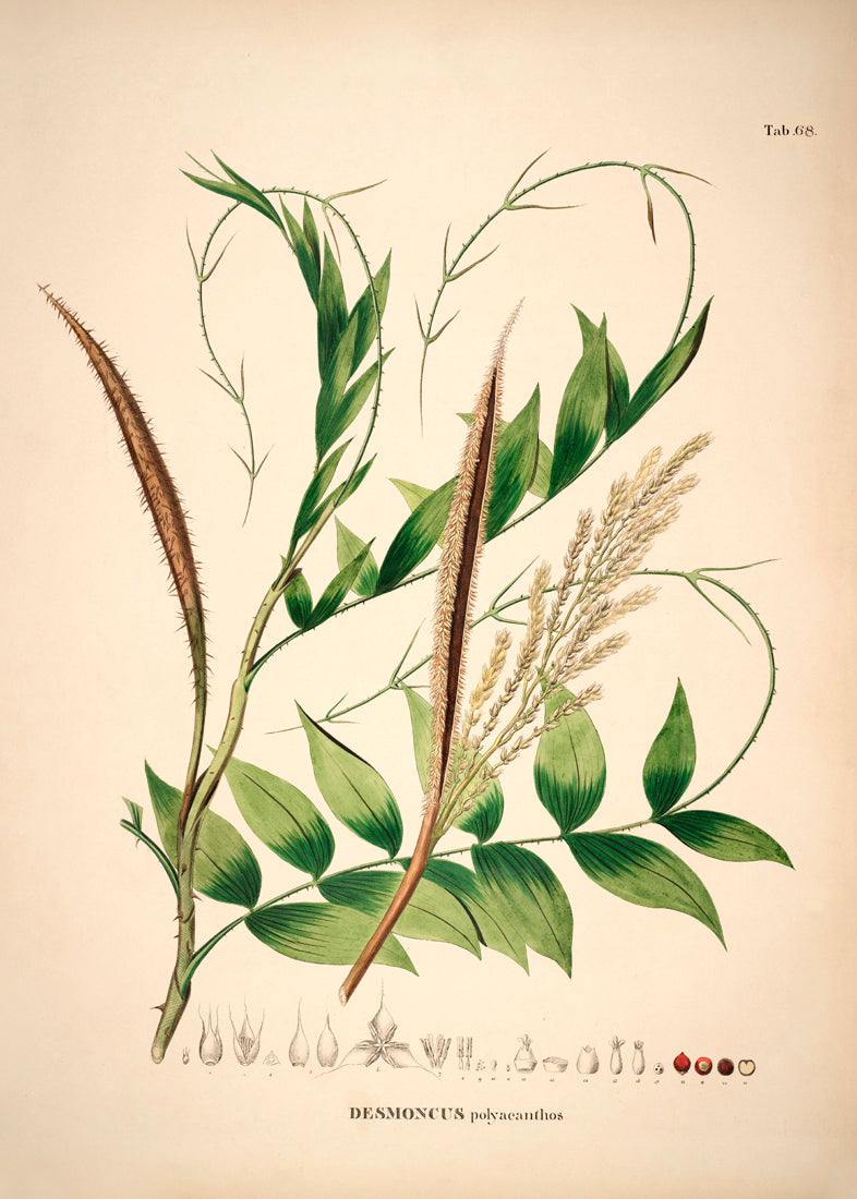 Desmoncus Polycanthos