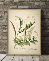 Desmoncus Polycanthos