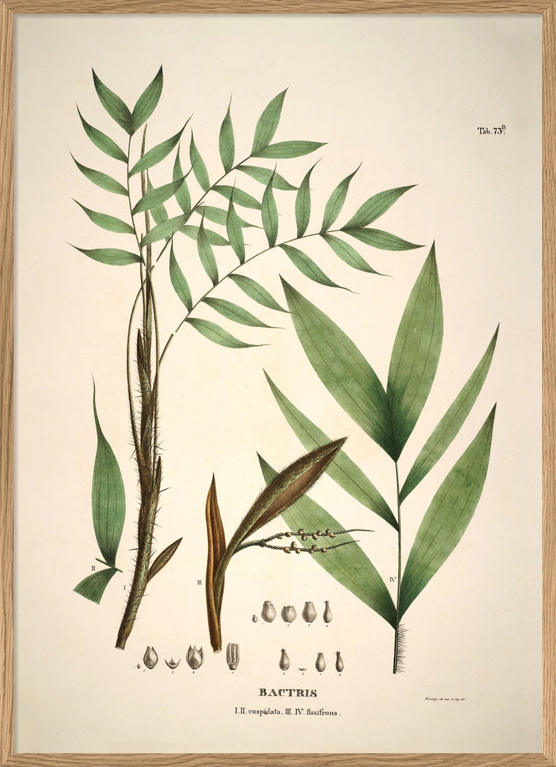 Bactris Cuspidata & Fissifrons