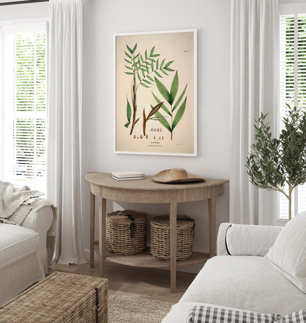 Bactris Cuspidata & Fissifrons