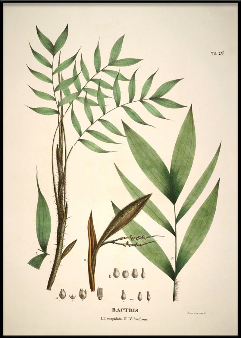 Bactris Cuspidata & Fissifrons