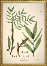 Bactris Cuspidata & Fissifrons