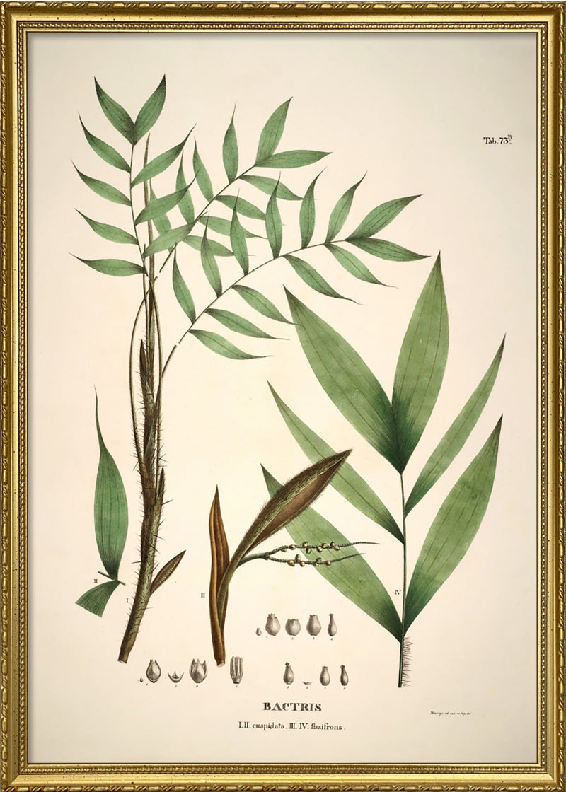 Bactris Cuspidata & Fissifrons