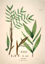 Bactris Cuspidata & Fissifrons