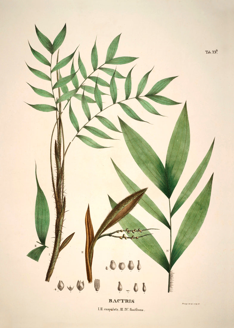 Bactris Cuspidata & Fissifrons