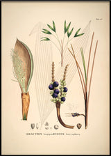 Bactris Longipos Cocos Botryophora